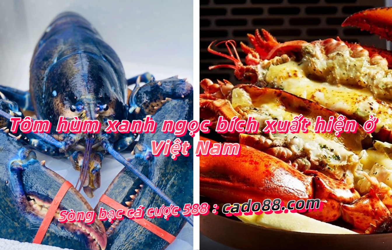 Tôm hùm xanh ngọc bích xuất hiện ở Việt Nam